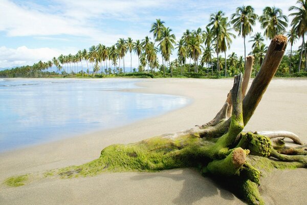 Flying Beautiful beach with palm trees