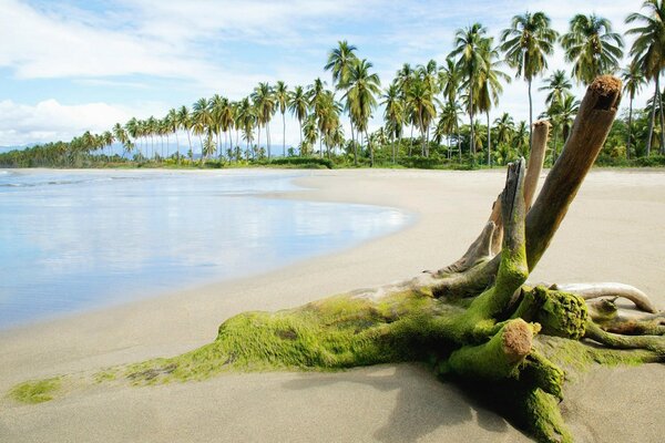 Лётный Красивый пляж с пальмами