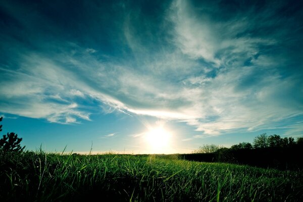 Summer dawn on a green meadow