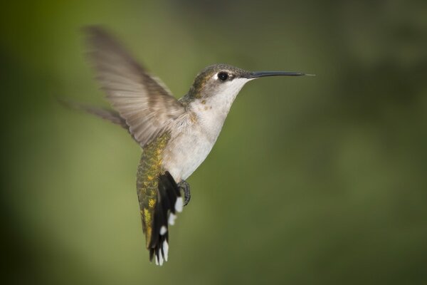 Aves silvestres colibríes