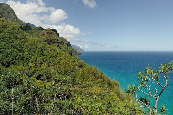 Wooded shore near the sea