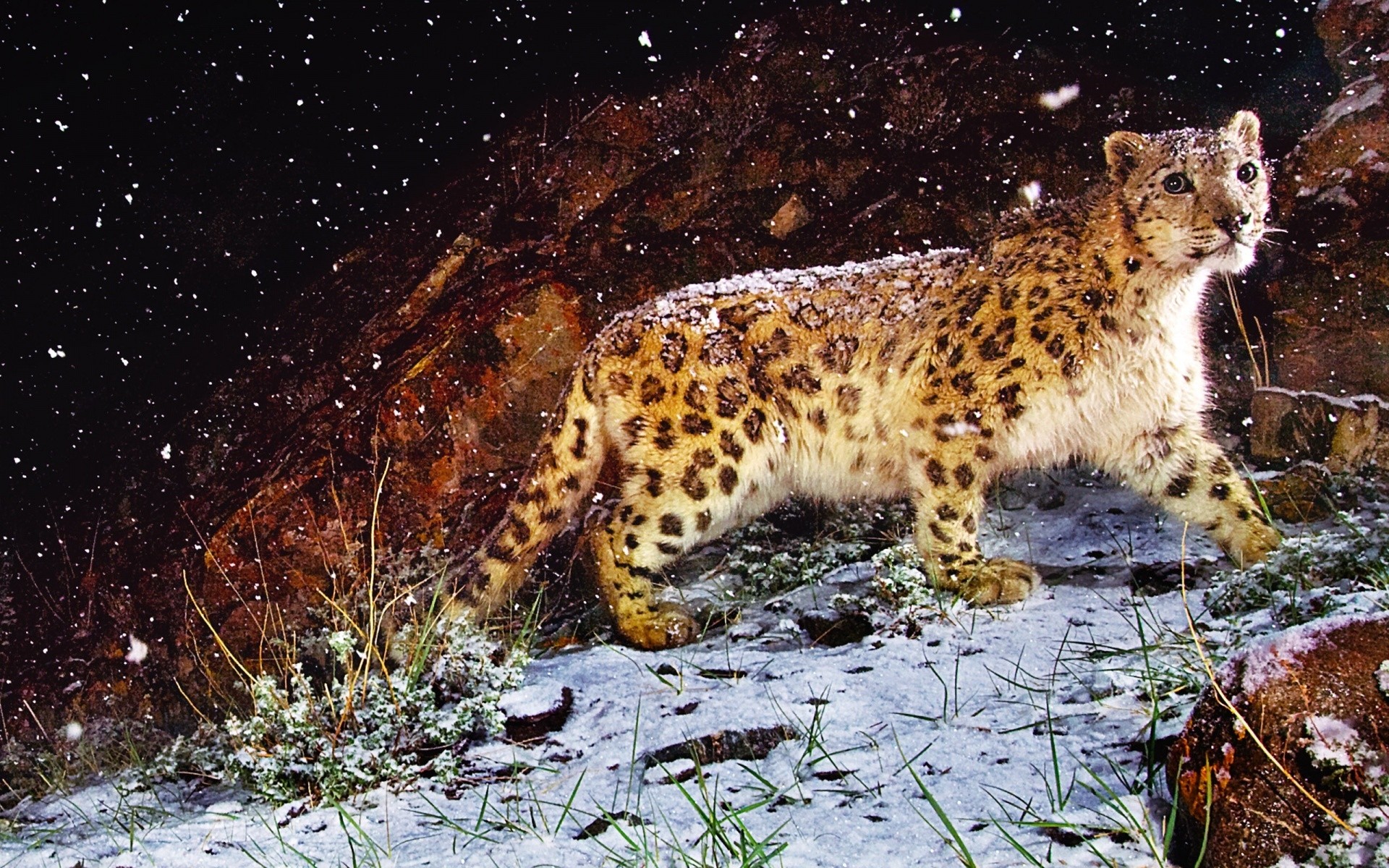 animais mamífero vida selvagem natureza gato ao ar livre animal selvagem predador luz do dia leopardo