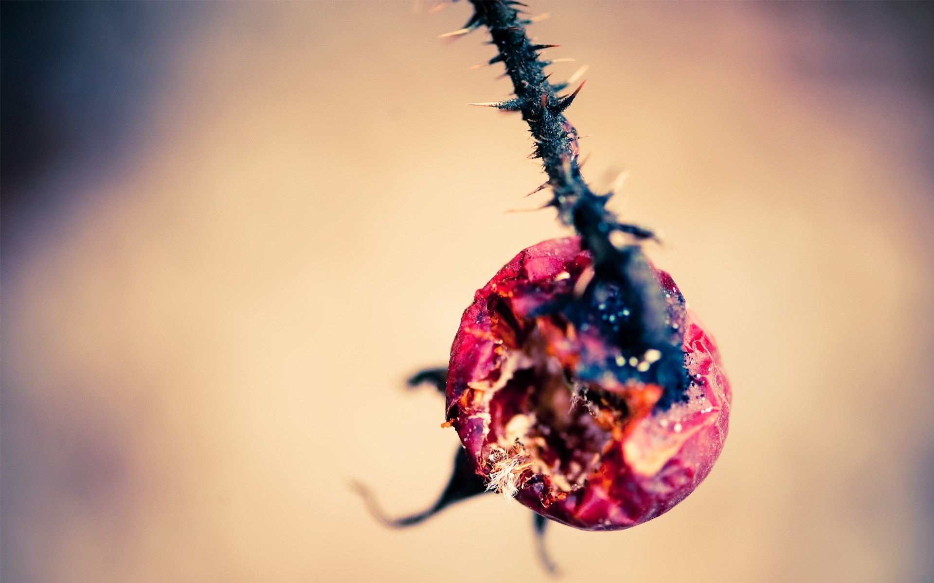 plantas naturaleza flor desenfoque hoja dof al aire libre árbol