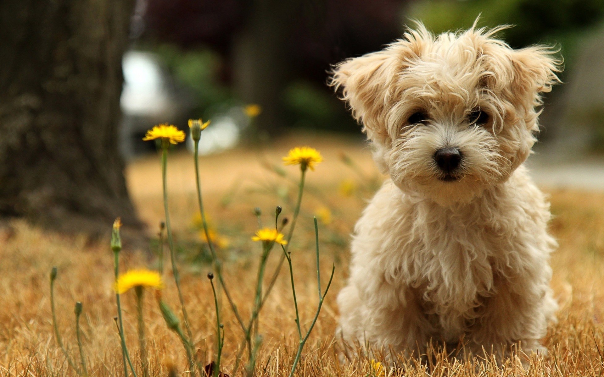 cani animale cane erba natura mammifero carino piccolo all aperto campo estate ritratto