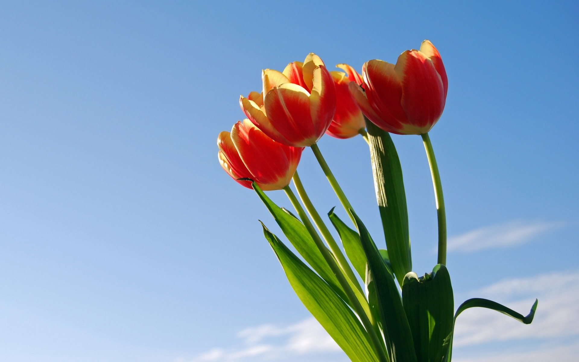 blumen natur tulpe hell blatt sommer blume garten flora wachstum farbe gutes wetter