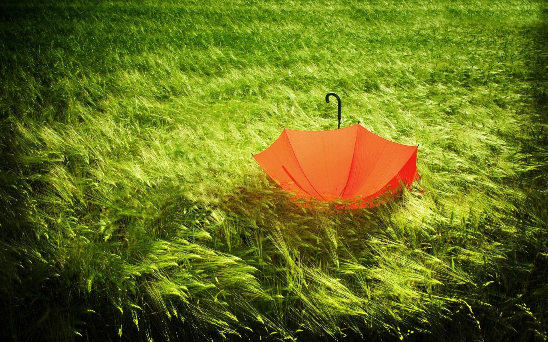 abstraite herbe été nature pelouse croissance à l extérieur jardin flore champ foin feuille paysage environnement sol beau temps lumineux soleil rural fleur fond