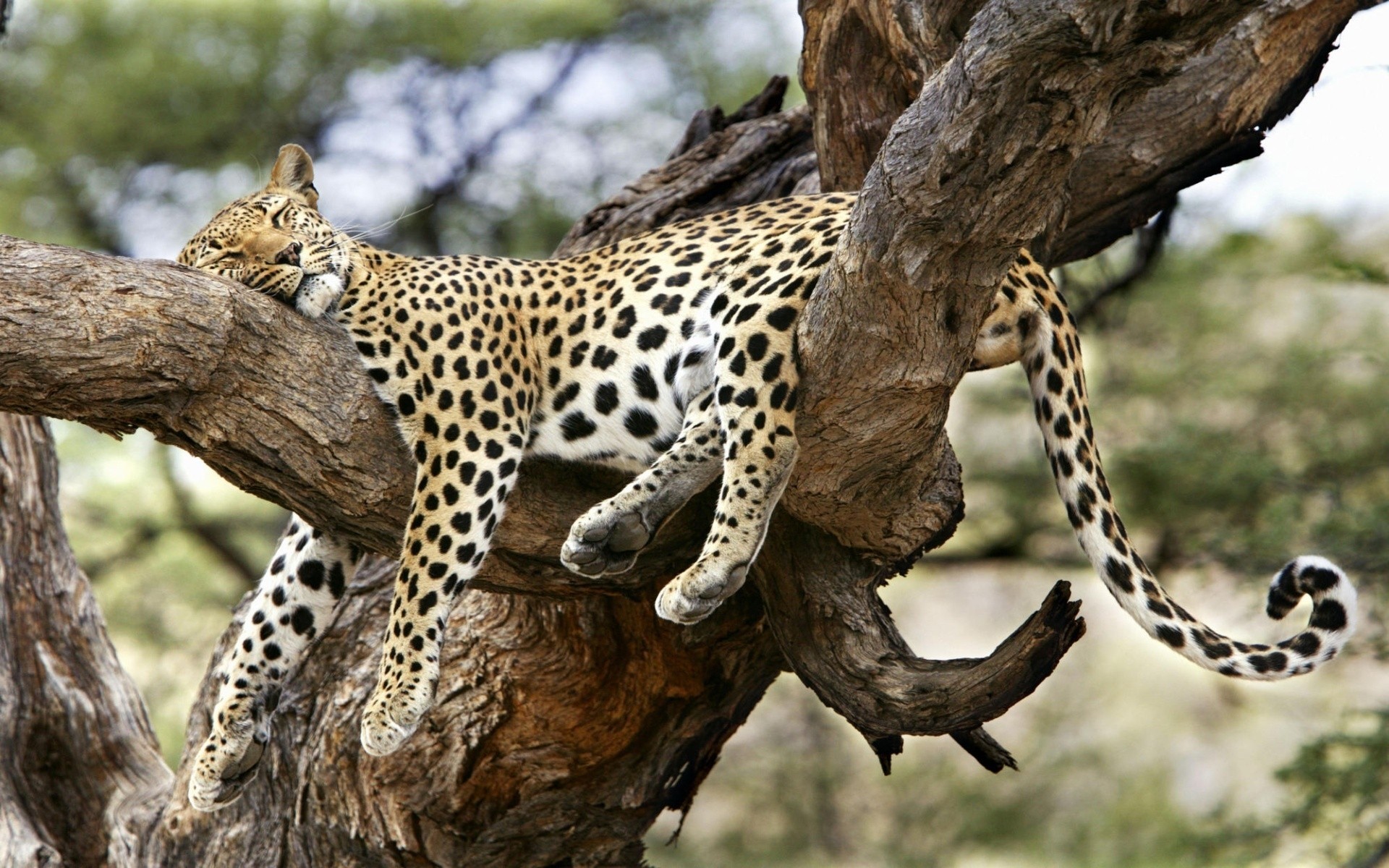 tiere tierwelt säugetier safari wild natur tier katze im freien baum raubtier zoo leopard