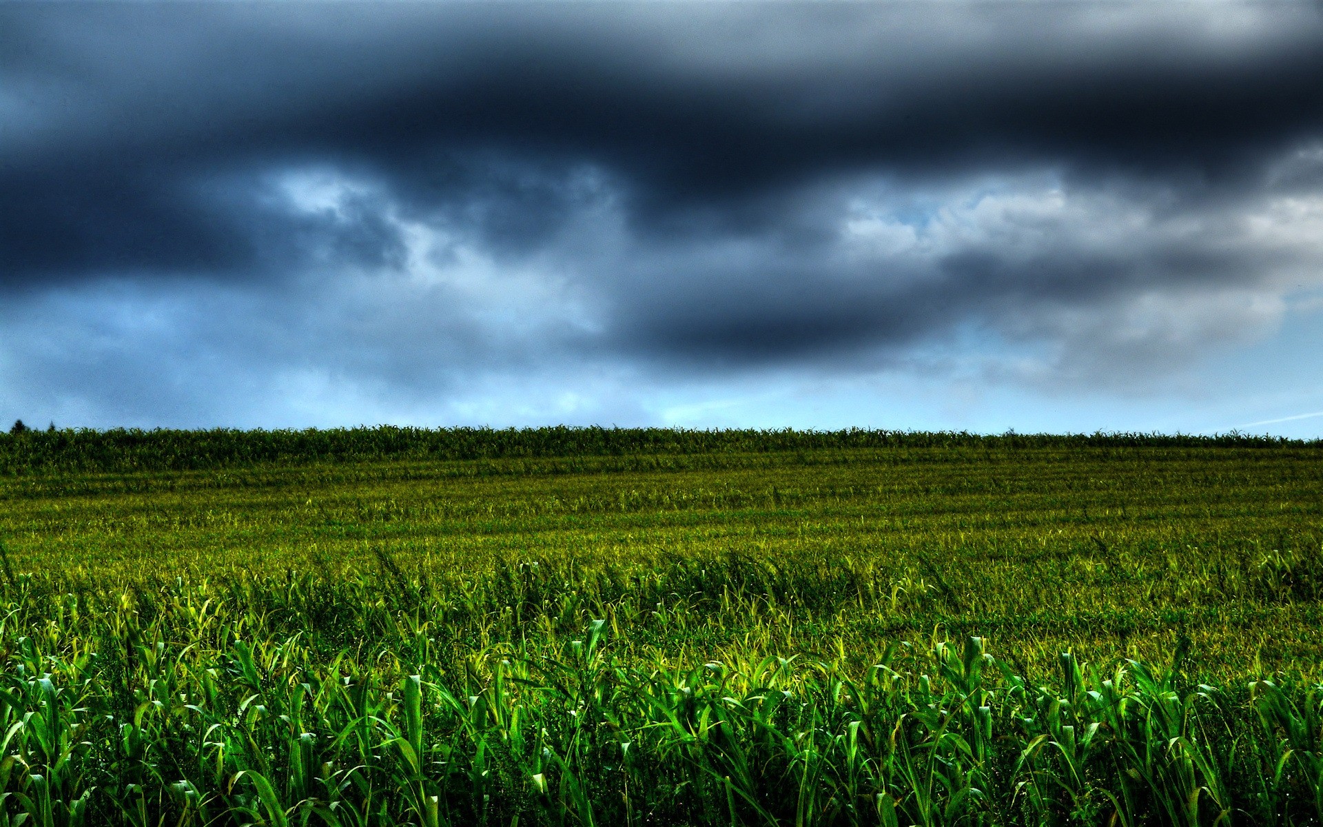 landschaft landwirtschaft bauernhof feld landschaft ernte des ländlichen raums natur weide bebautes land himmel flocken landschaft mais wachstum im freien boden flora sommer umwelt