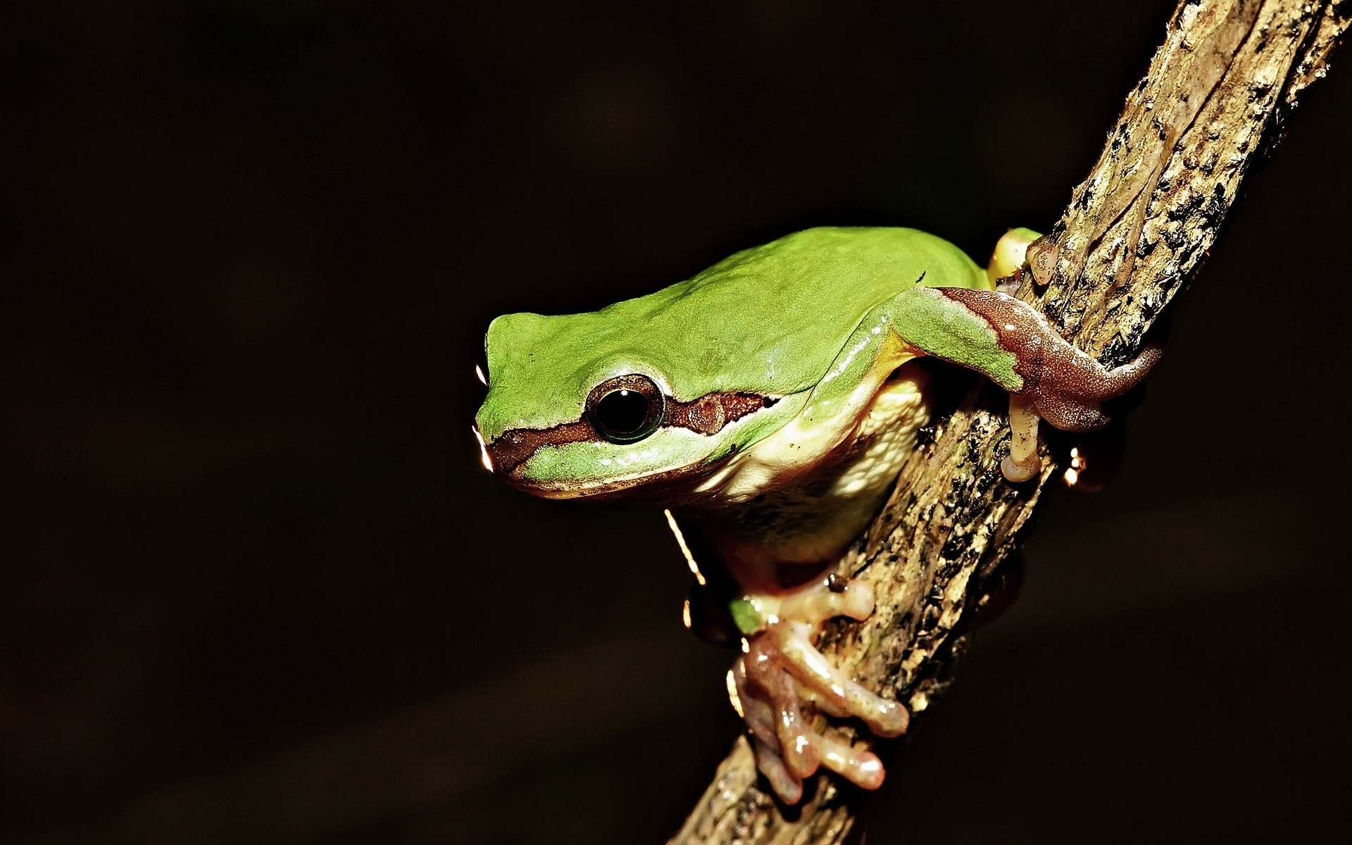 zwierzęta żaba dzika przyroda płazów gadzina natura na zewnątrz zwierzę wąż liść oko biologia jad deszcz jeden zoologia las deszczowy widok z boku drzewo