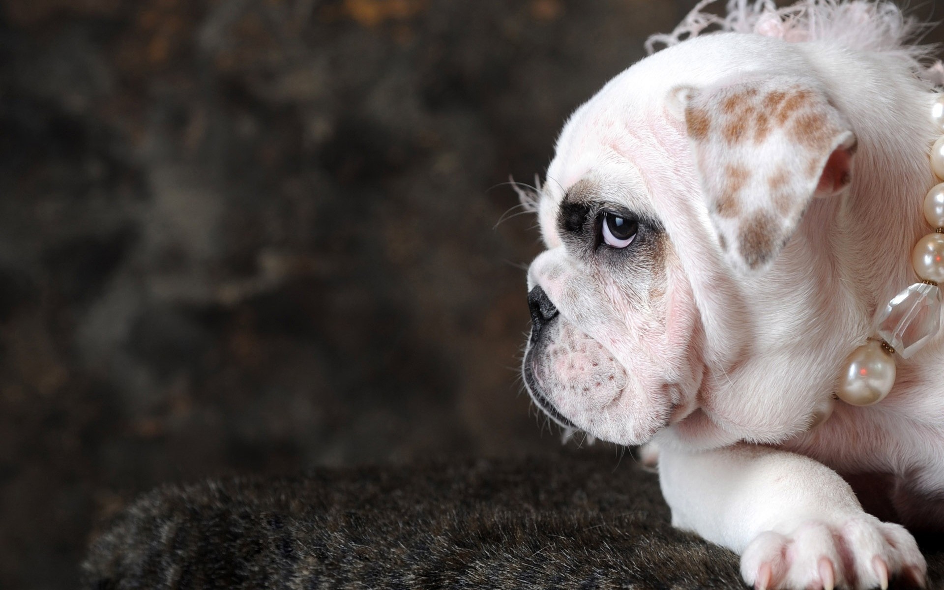 chien mignon animal chien mammifère nature portrait animal petit jeune aperçu drôle fourrure adorable cynologue domestique chiot animaux