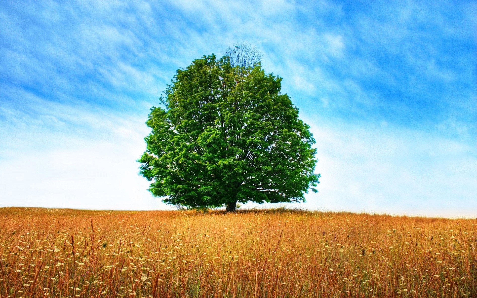 piante paesaggio rurale campagna natura all aperto albero erba campo legno bel tempo cielo estate idillio sole agricoltura fieno foglia pascolo ambiente