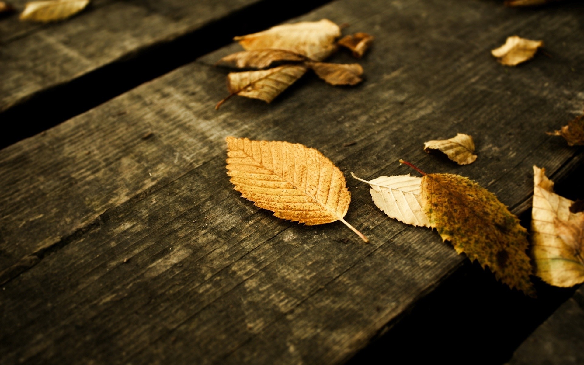 autumn wood food nature desktop still life close-up wooden fall rustic texture background landscape