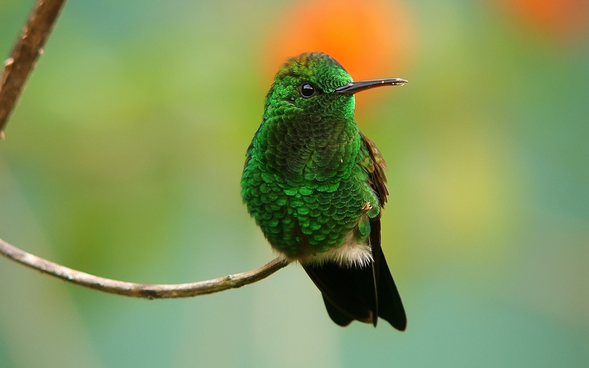 aves aves vida silvestre naturaleza animal al aire libre color salvaje colibrí