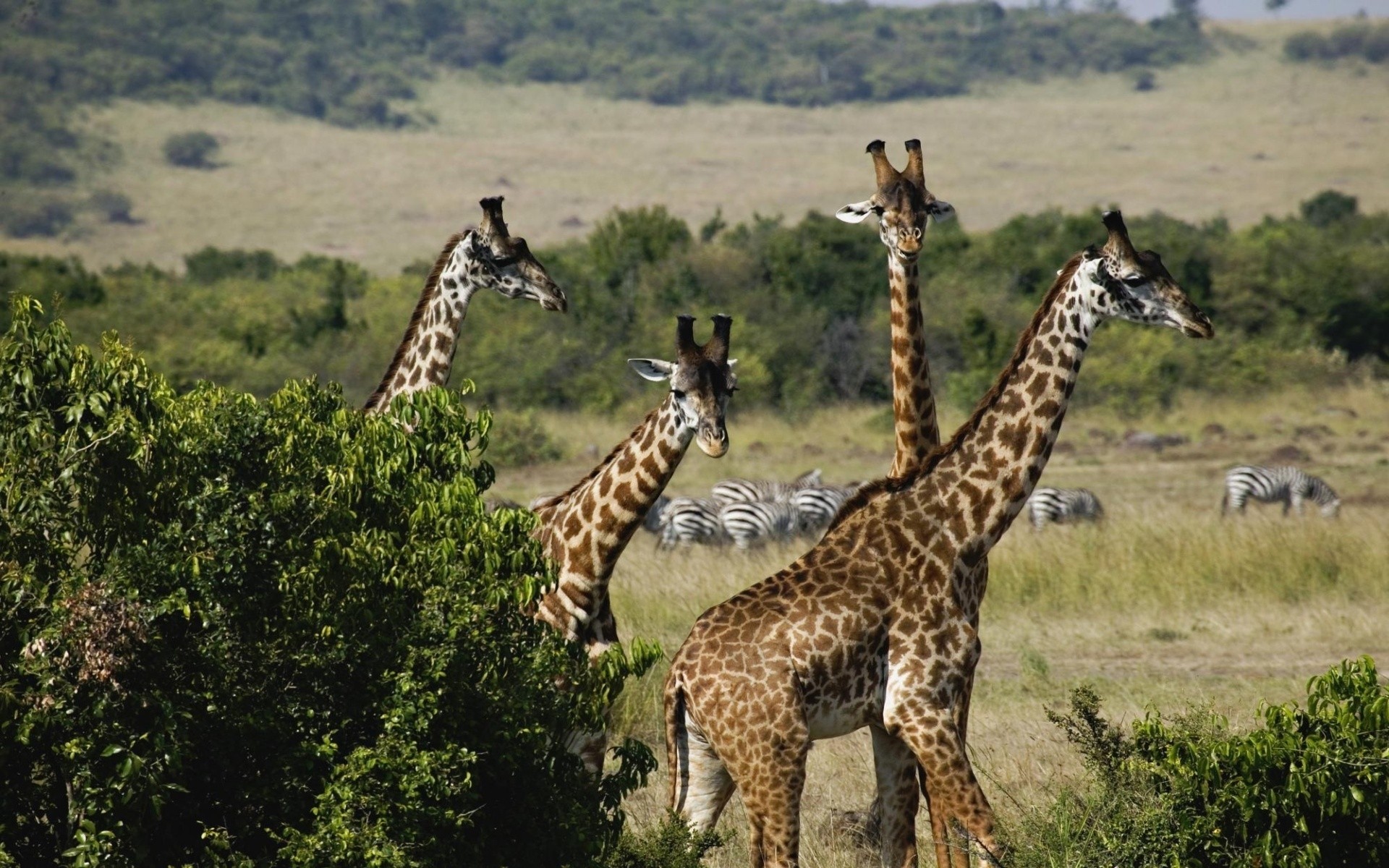 animals wildlife mammal nature safari wild giraffe animal outdoors savanna grass reserve park grassland conservation daylight bush