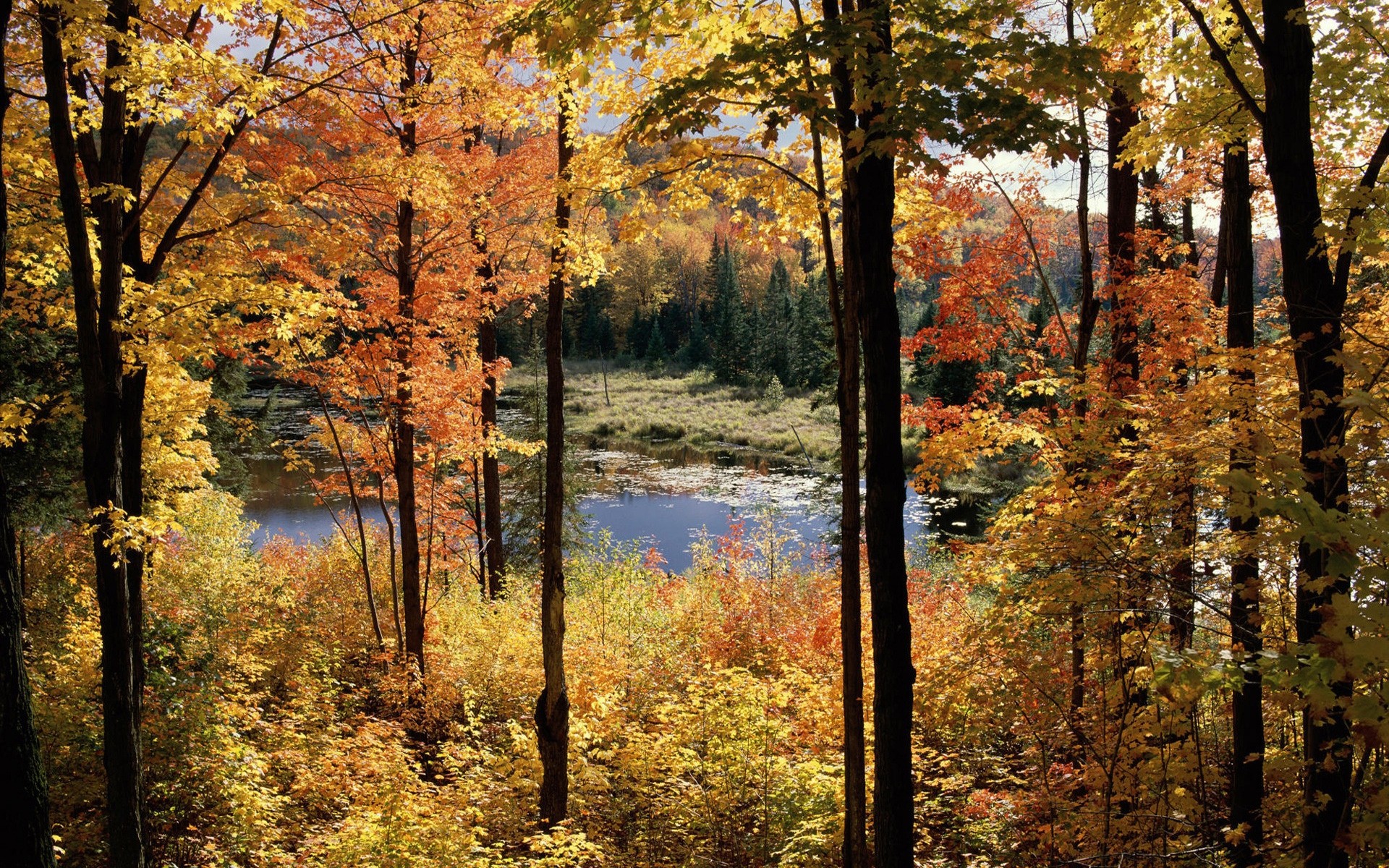 otras ciudades otoño hoja árbol madera paisaje naturaleza arce parque escénico temporada paisaje buen tiempo al aire libre medio ambiente oro guía escena amanecer quebec canadá viajes