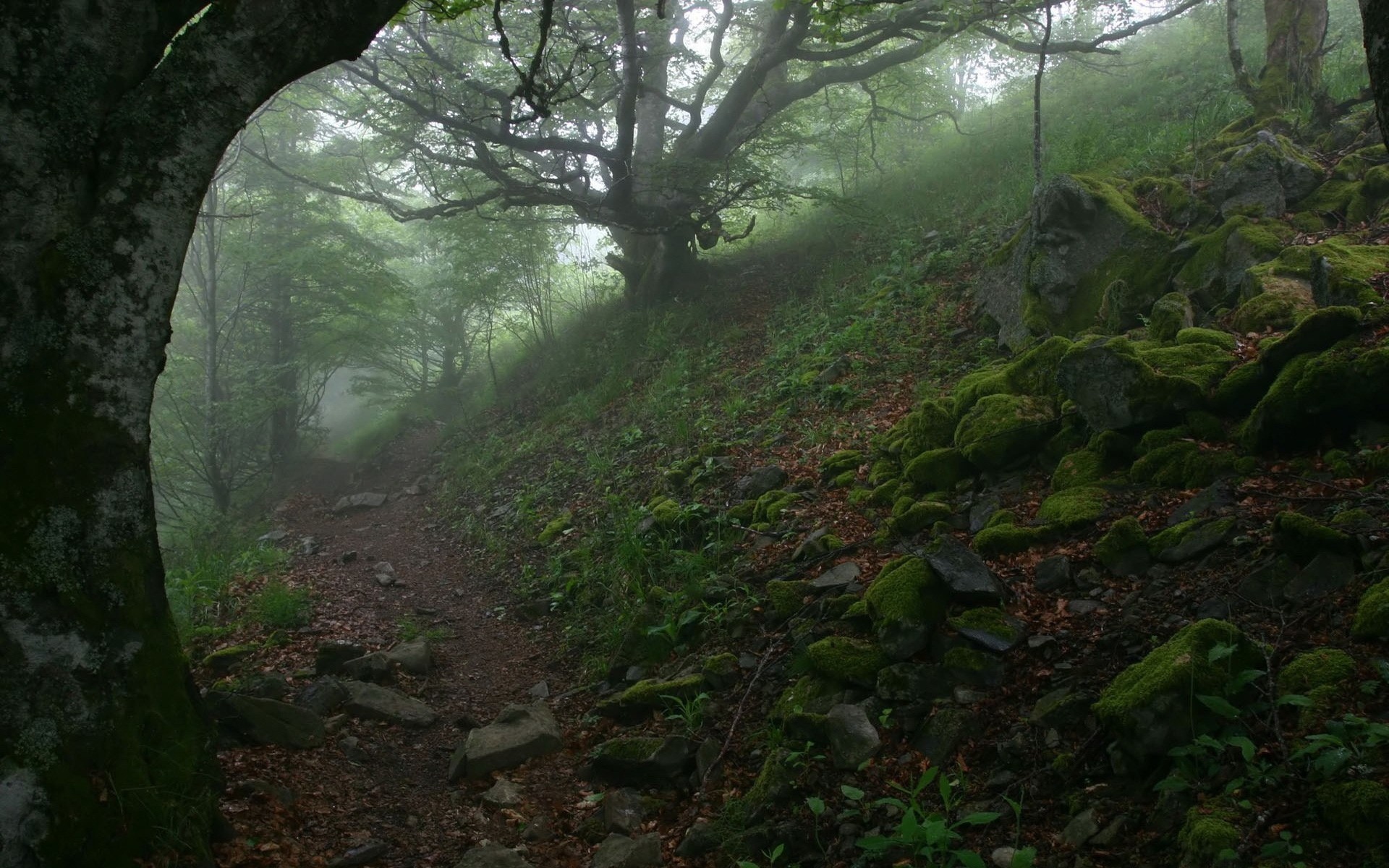 landscapes landscape wood tree leaf environment park moss nature light scenic lush mist outdoors daylight fog guidance mountain fall flora plants rocks