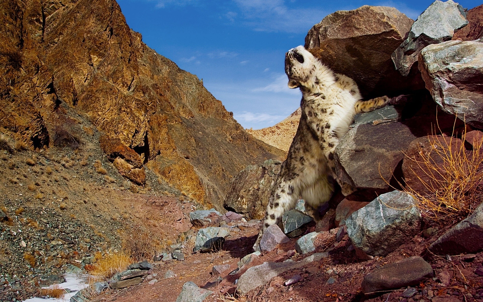 tiere natur im freien rock reisen umwelt baum leopard