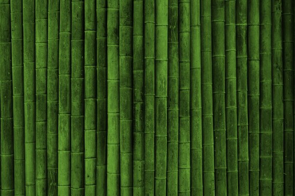 Green bamboo impregnable fence