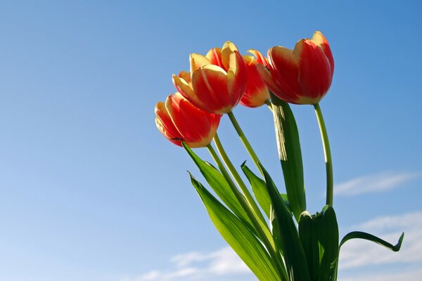 An unusual combination of tulip and sky