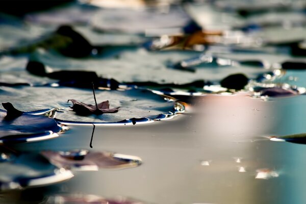 Autumn leaves on the pond on water lilies