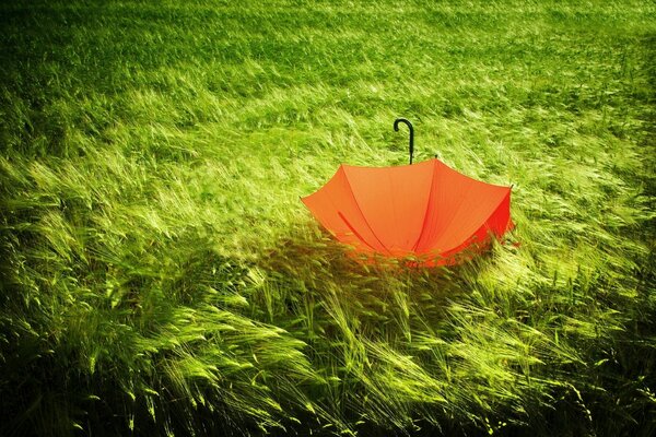 Ein orangefarbener Regenschirm liegt im Wald auf grünem Gras