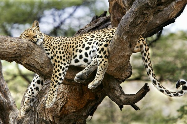 Gepard schläft auf einem großen Baum