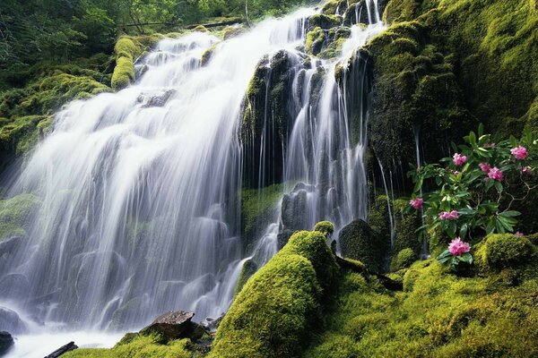 O ruído da água da Cachoeira da floresta