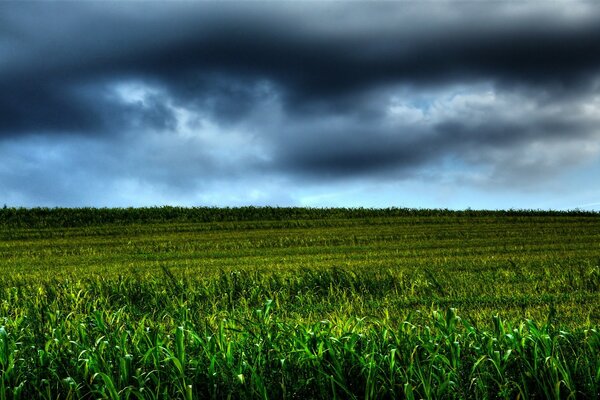 Campo de fazenda com grama suculenta e espessa