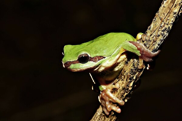 A frog on a branch with an interested look