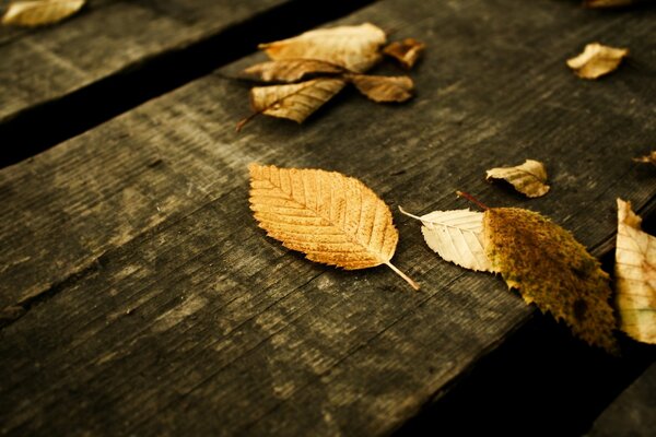 Fallen leaves are lying on the board