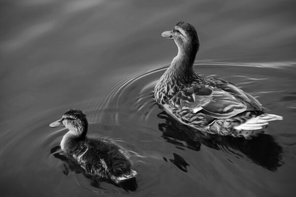 A duck with a duckling swims on the water