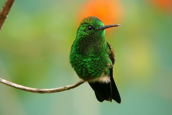 Was für eine seltene schöne Vogelart in der Natur