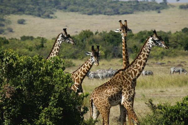 Beautiful giraffes in the wild