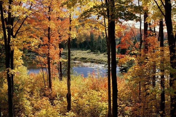 Bosque de otoño naturaleza y agua