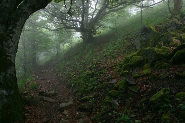 Pintura de la ladera de la montaña del bosque