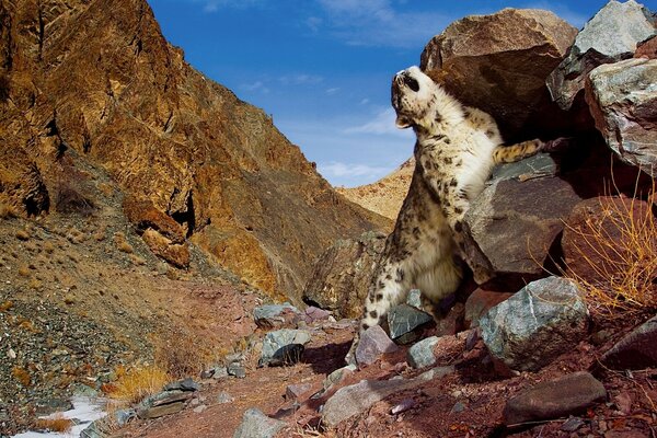 Leopardo da neve passeia por um desfiladeiro rochoso