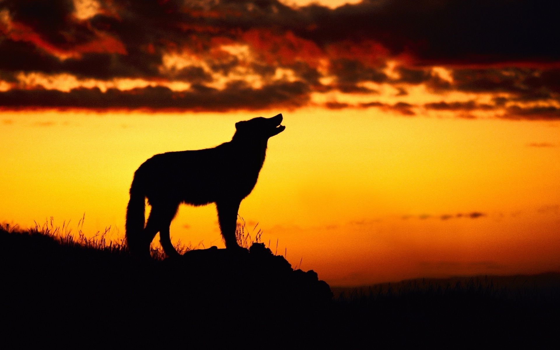 animali tramonto illuminato silhouette alba sera crepuscolo paesaggio cielo sole