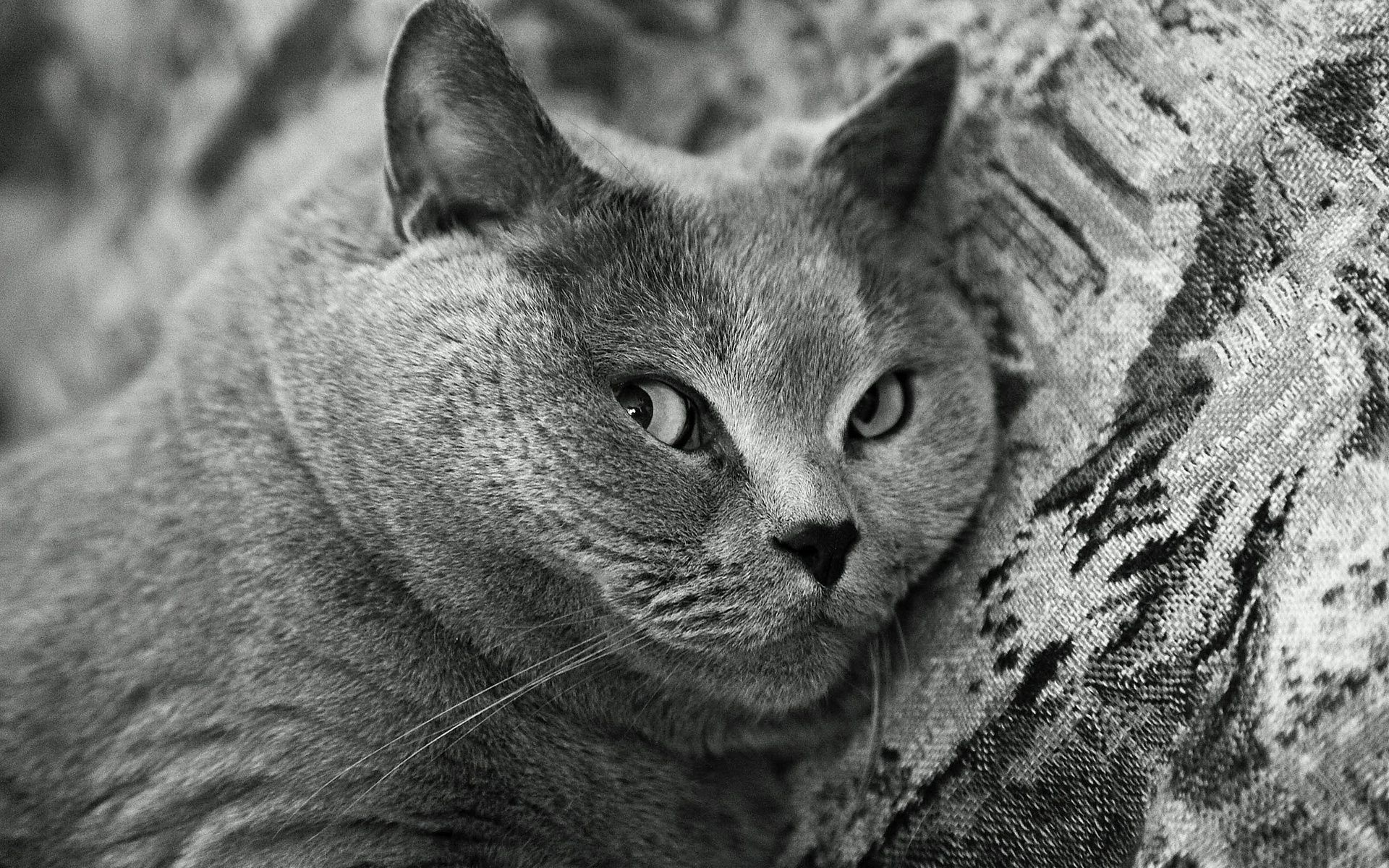 chats chat animal portrait fourrure oeil mignon mammifère nature animal de compagnie gris cheveux aperçu un