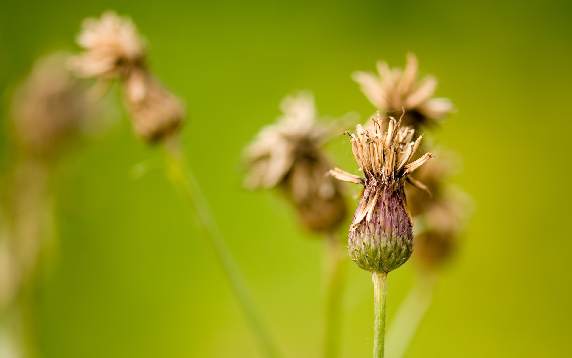 plantes nature été fleur à l extérieur feuille flore herbe croissance flou jardin beau temps sauvage insecte