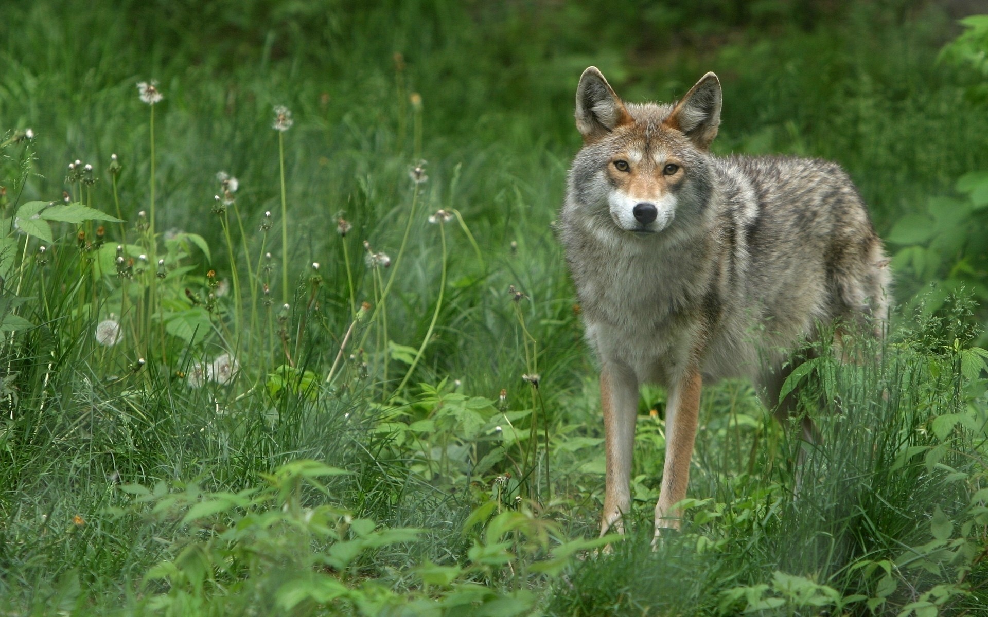 animaux nature herbe sauvage faune mammifère animal en plein air foin été loup