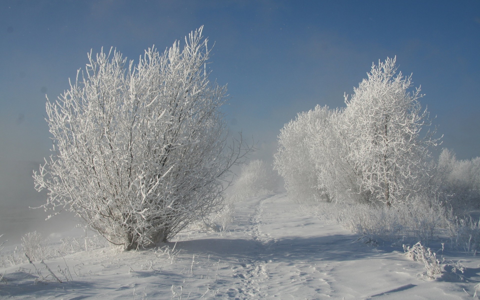 winter snow frost cold frozen weather ice frosty landscape tree season wood snowstorm fog snow-white icy branch trees