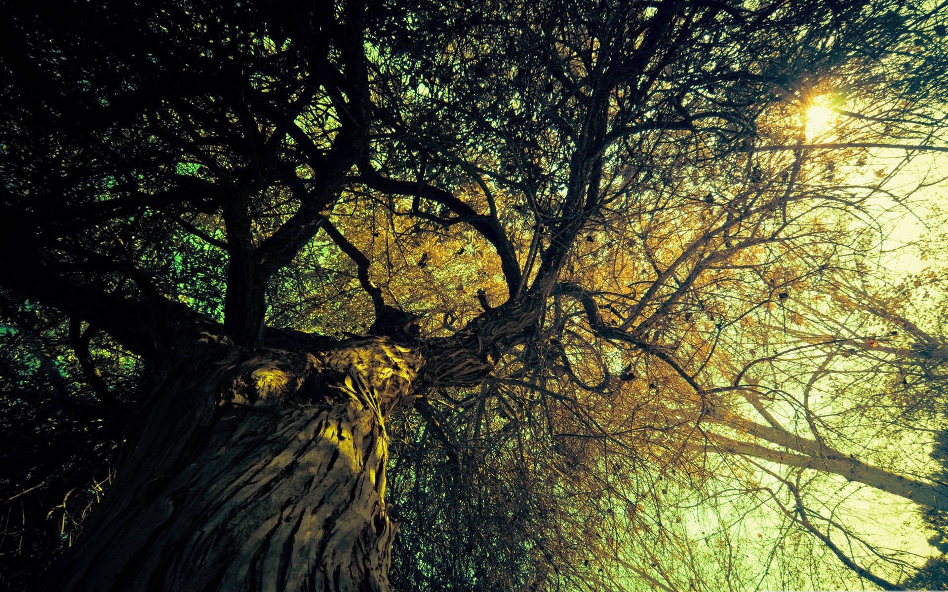 autumn tree landscape wood nature branch leaf park fall sun light dawn fair weather environment outdoors scenary