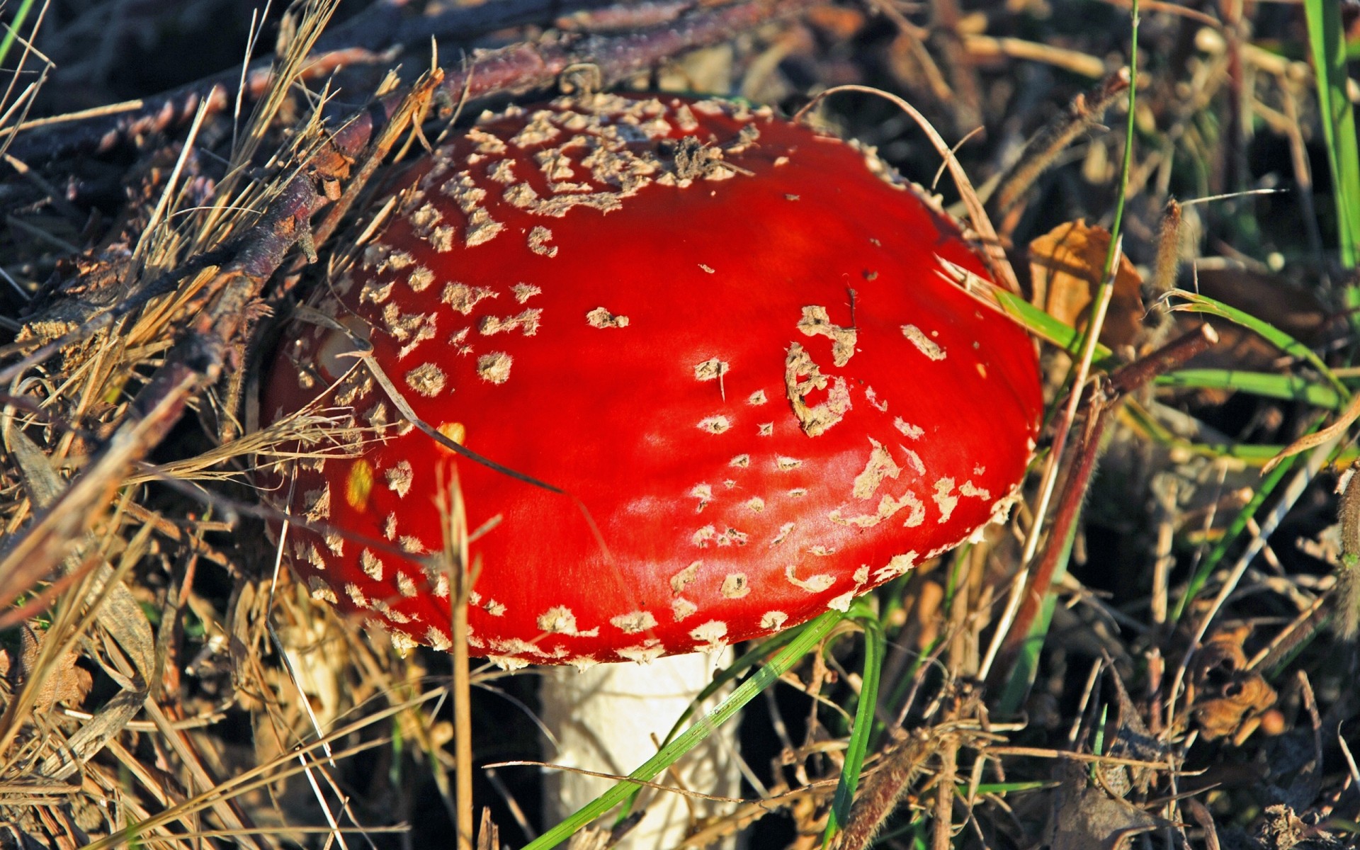 plantes champignon nature champignon champignon automne nourriture flore à l extérieur herbe saison bois toxique feuille gros plan sauvage