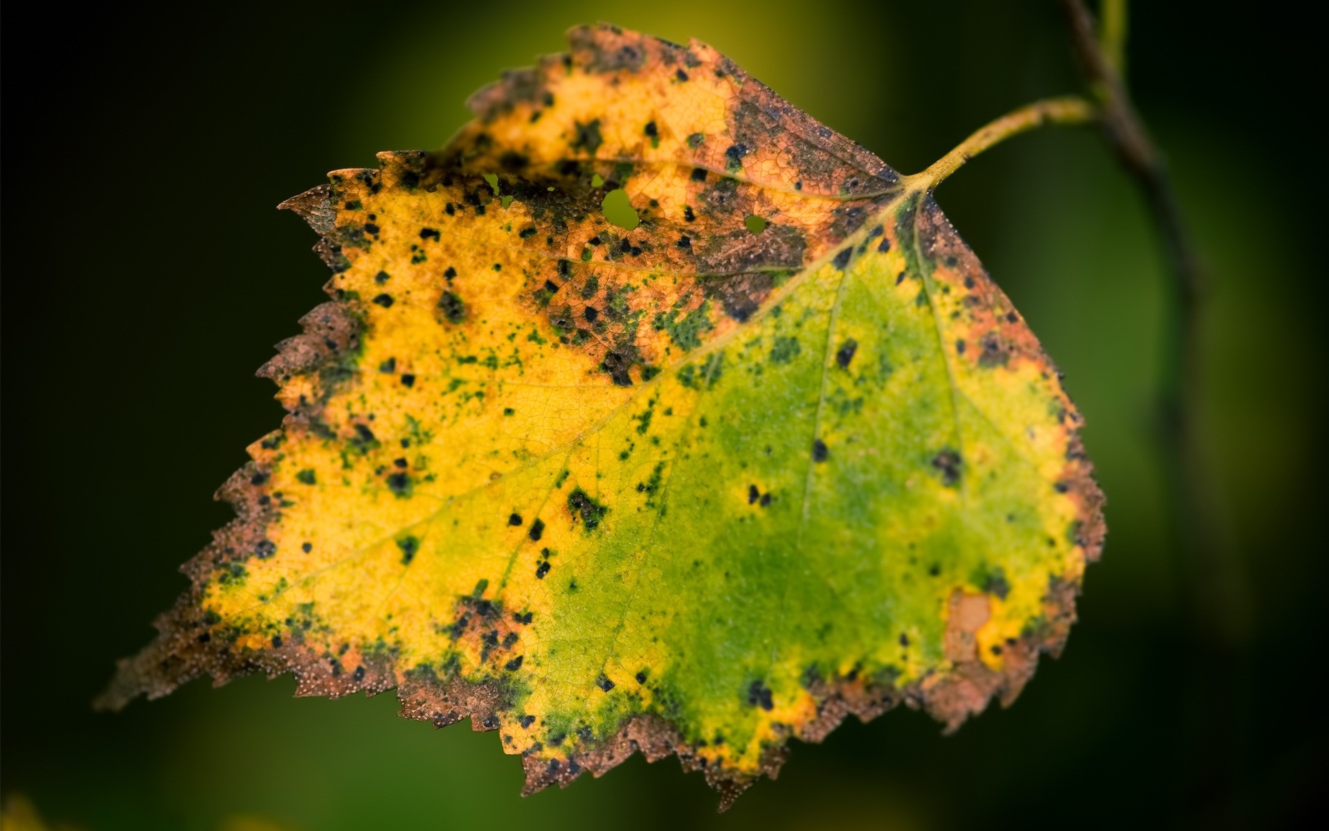 autumn leaf nature fall outdoors flora tree