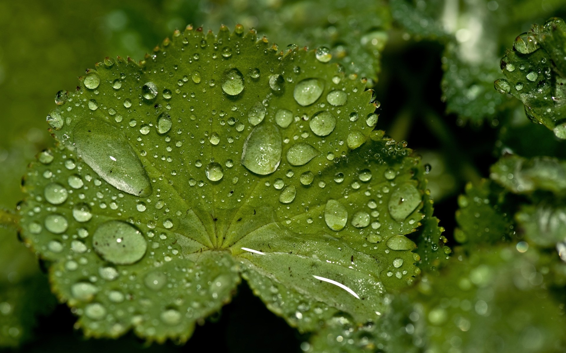 plantas chuva folha orvalho queda flora natureza molhado gotas ambiente crescimento água pureza frescura close-up jardim gotas de água