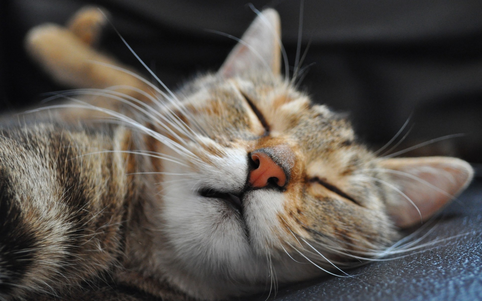 katze katze tier haustier fell säugetier kätzchen porträt niedlich auge schlafen inländische schnurrbart vorschau jung flaumig haar flauschig wenig liebenswert tabby tiere