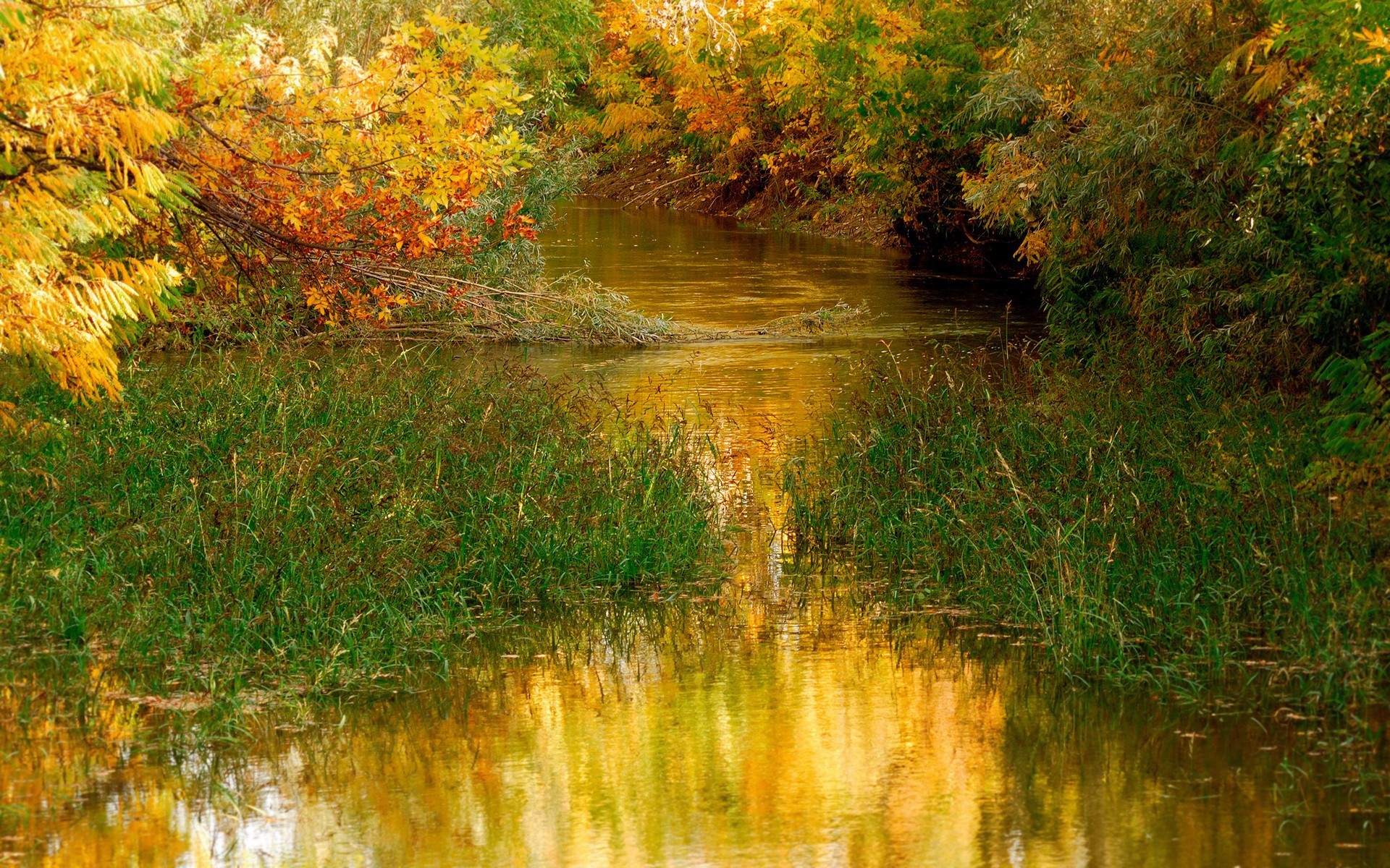 otoño otoño hoja naturaleza madera agua árbol paisaje río al aire libre parque temporada reflexión lago escénico brillante color arce sangre fría oro escénico árboles