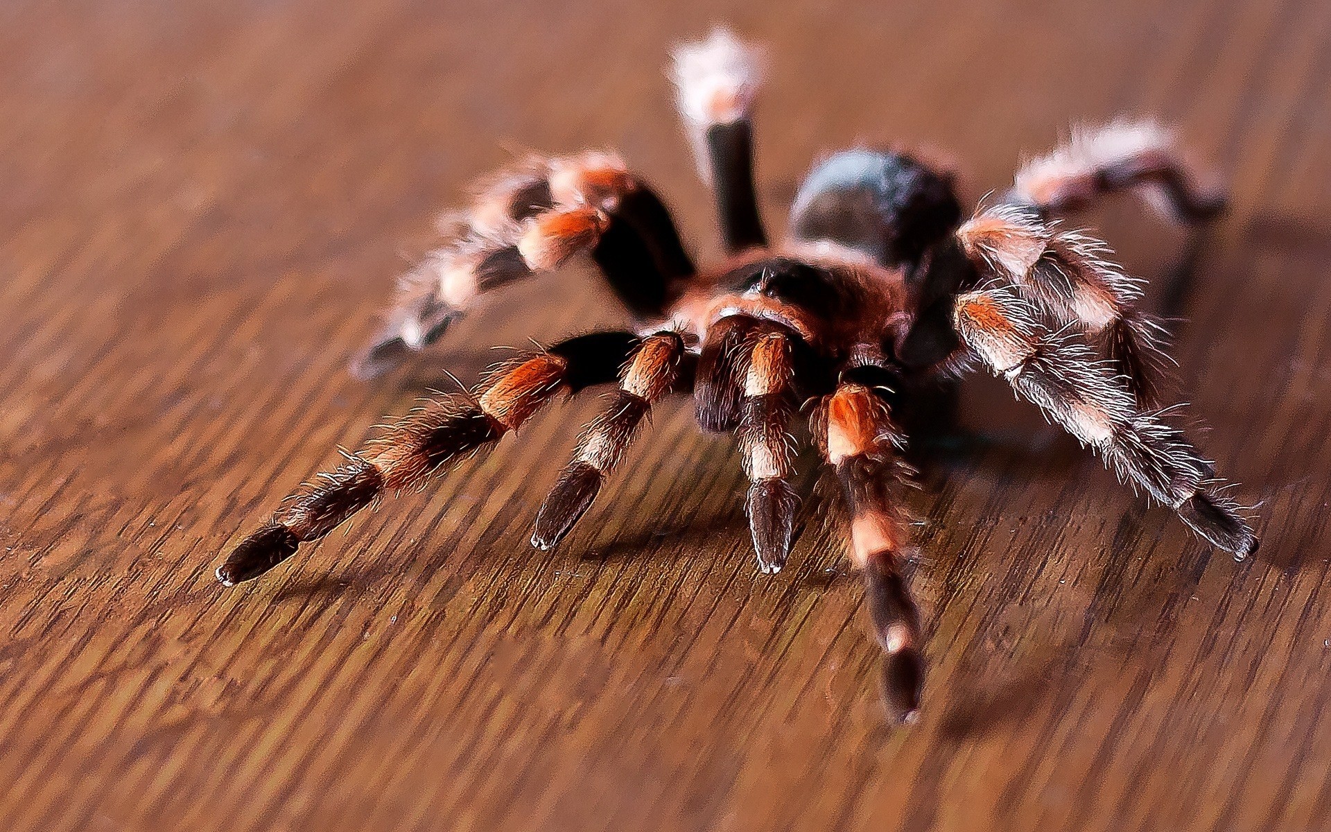 insetos aranha aracnídeo tarântula peludo invertebrados inseto perigo close-up assustador natureza fobia medo animal vida selvagem madeira perto assustador