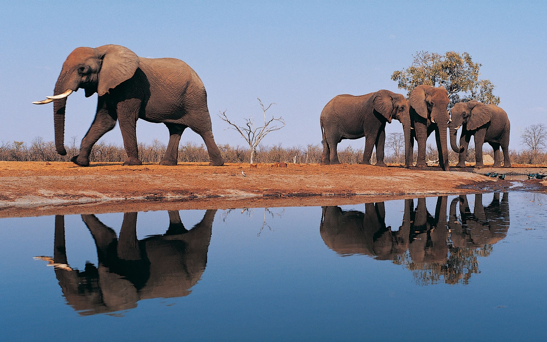 animales mamífero elefante vida silvestre agua al aire libre luz del día dos animal elefantes