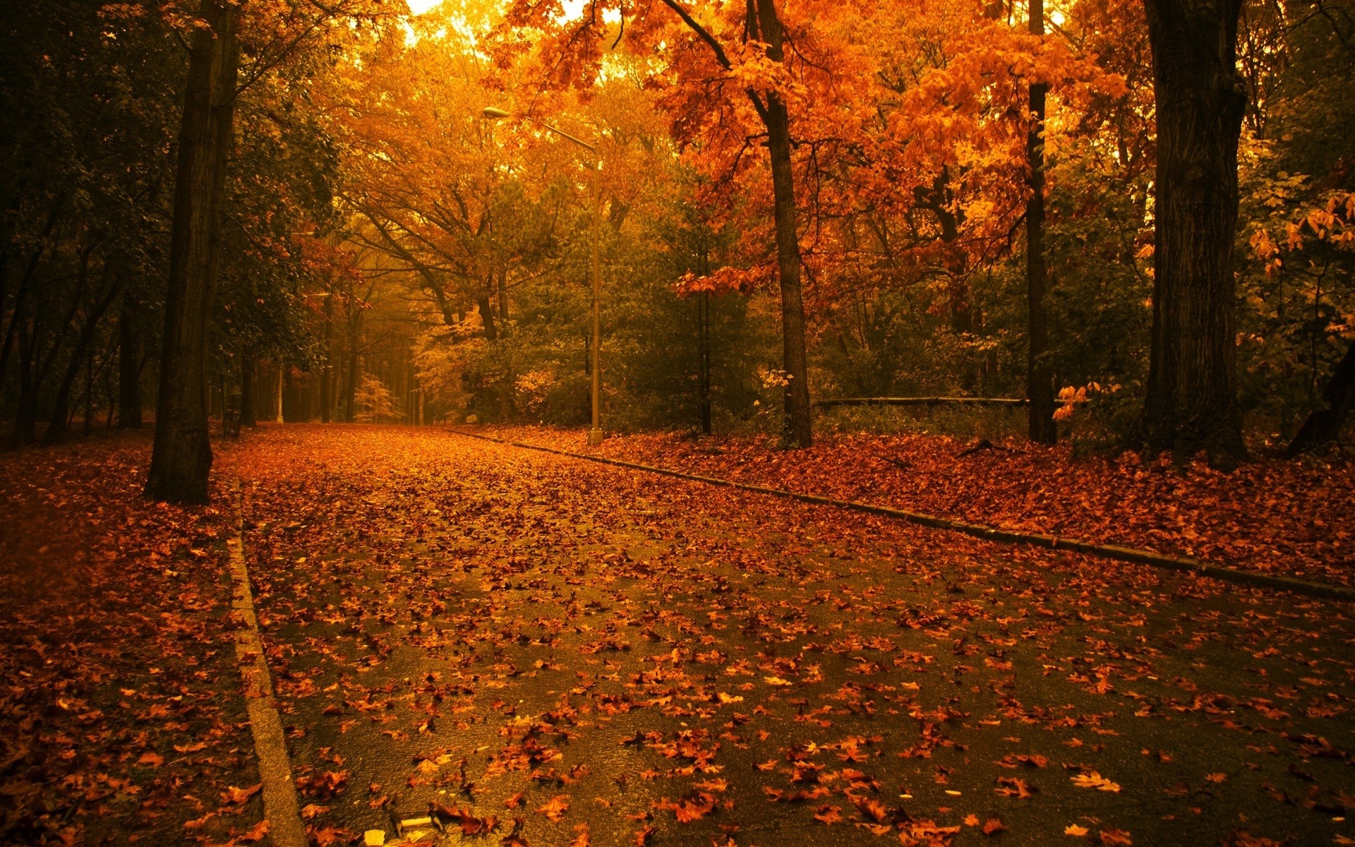 otoño otoño árbol hoja parque madera amanecer iluminado arce paisaje al aire libre oro árboles calle hojas